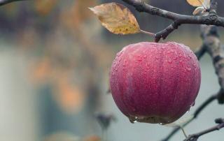 Fruit Flies